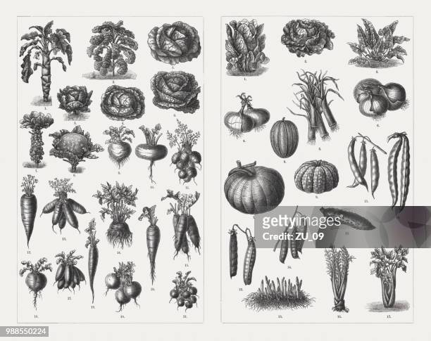 vegetables, wood engravings, published in 1897 - garden drawing stock illustrations