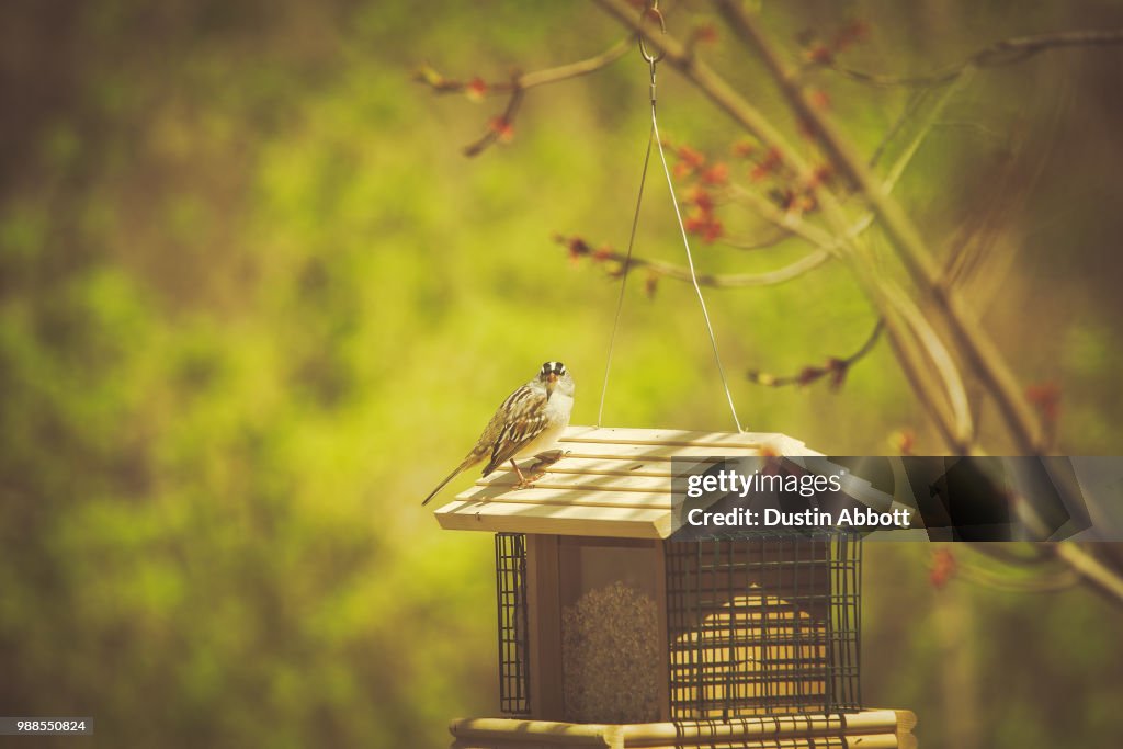 First Day at the Feeder