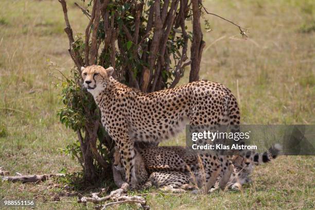 cheetah - klas stock pictures, royalty-free photos & images