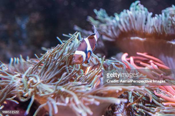 clownfish - false clown fish stock pictures, royalty-free photos & images
