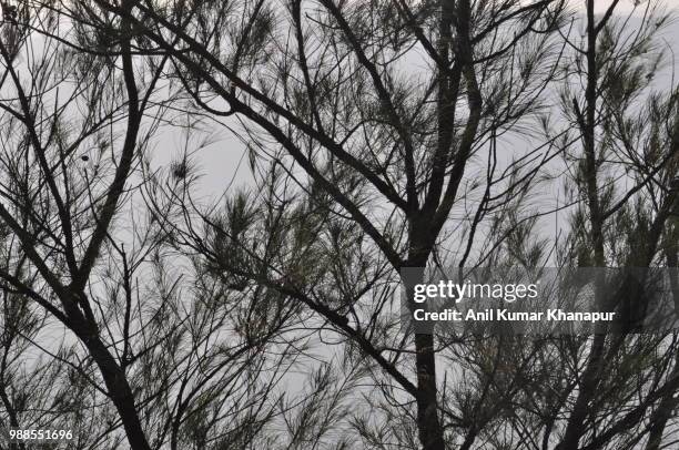 tree - khanapur stock pictures, royalty-free photos & images
