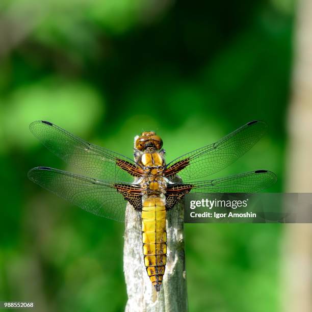 taking sunbath - mosca russia - fotografias e filmes do acervo