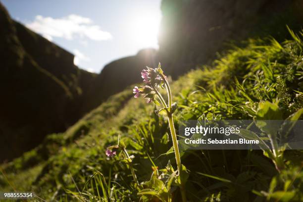 unsere natur - natur fotografías e imágenes de stock