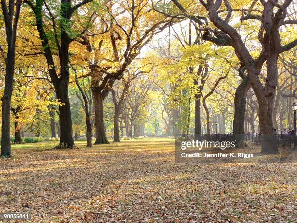 american elms in autumn in central park - american elm stock-fotos und bilder