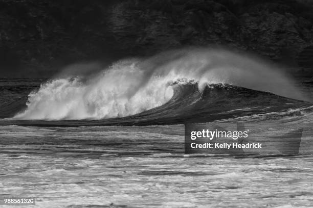 black beauty - black beauty stockfoto's en -beelden