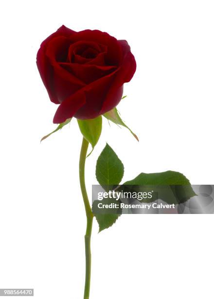rosa royal william, deep red rose bud & leaf on white, - basic instinct stock pictures, royalty-free photos & images