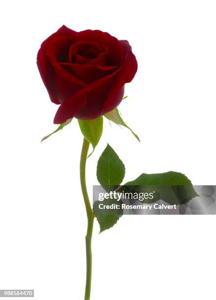 rosa royal william, deep red rose bud & leaf on white, - haslemere stock pictures, royalty-free photos & images