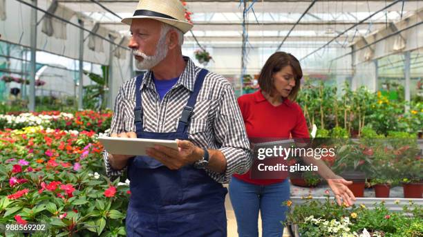 greenhouse flower growing. - gilaxia stock pictures, royalty-free photos & images