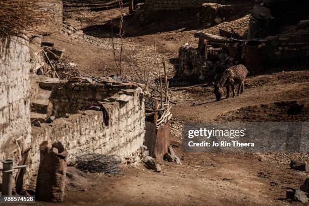 lamayuru, ladakh, india - lamayuru stock pictures, royalty-free photos & images