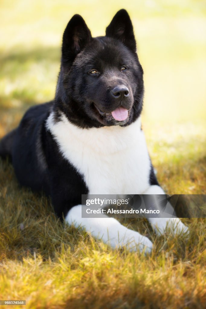 American Akita High-Res Stock Photo Getty Images