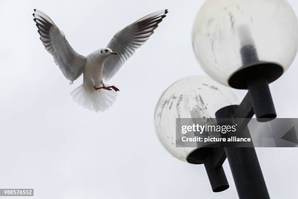 Seagull in motion against the stark grey sky of Leer, Germany, 6 December 2017. Photo: Mohssen Assanimoghaddam/dpa