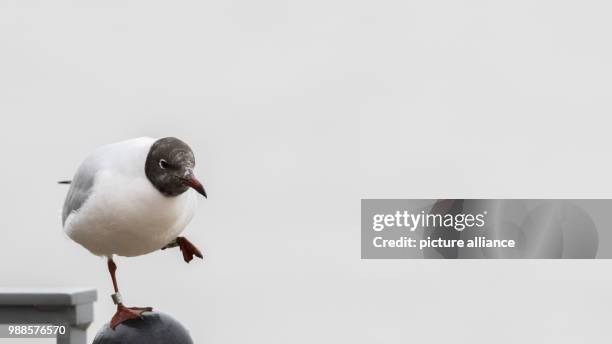 Seagull in motion against the stark grey sky of Leer, Germany, 6 December 2017. Photo: Mohssen Assanimoghaddam/dpa