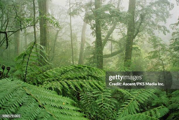 misty rainforest,west coast, south island, new zealand - temperate climate stock pictures, royalty-free photos & images