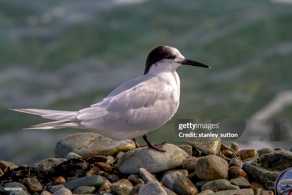 White fronted Tern