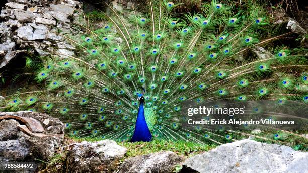 pavo real iii - pluma de pavo real - fotografias e filmes do acervo