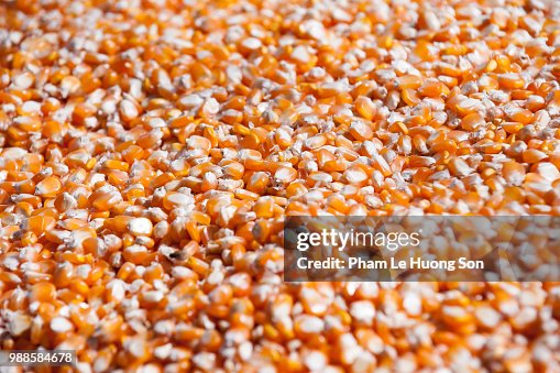 Corn seed drying under direct sunlight Corn seed drying under direct sunlight
