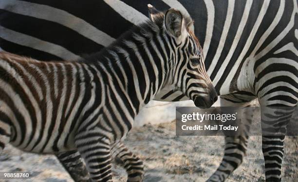 New-born zebra plays with his mother at the Delhi Zoo in New Delhi on May 4, 2010.