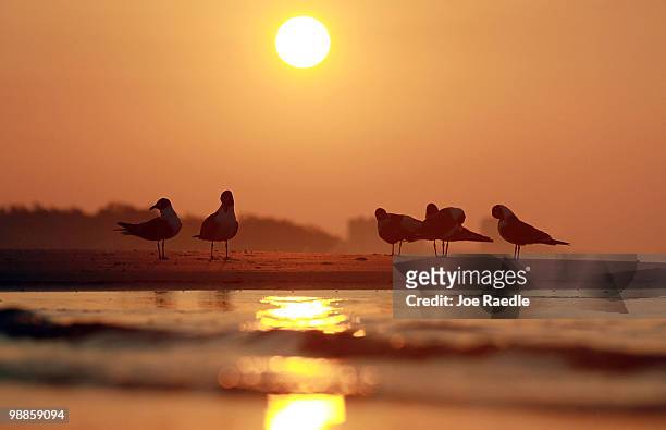 Seagulls stand on the beach as concern continues that the massive oil spill in the Gulf of Mexico may harm animals in its path on May 5, 2010 in...