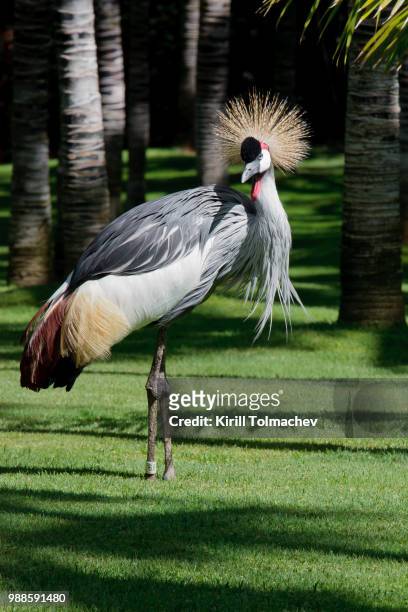 grey crowned crane - grey crowned crane stockfoto's en -beelden