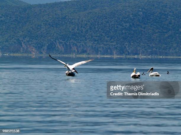 pelicans flying - themis stock pictures, royalty-free photos & images