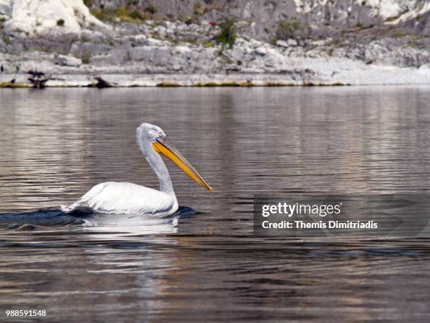 prespa lake pelican - themis stock pictures, royalty-free photos & images