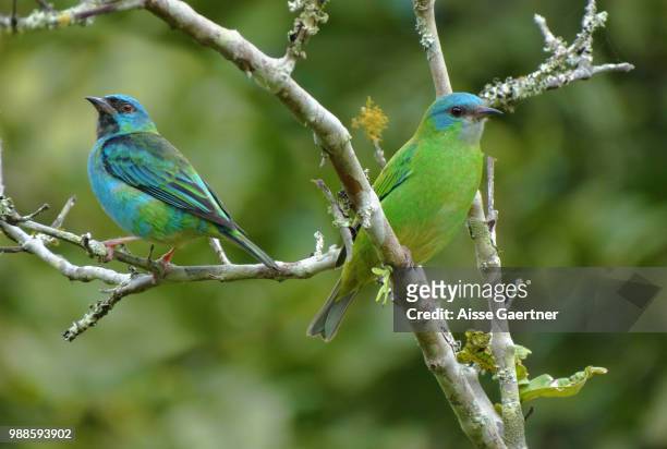 dacnis cayana - indigo bunting stock pictures, royalty-free photos & images