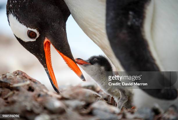 a penguin kissing her chick. - animal family stock pictures, royalty-free photos & images