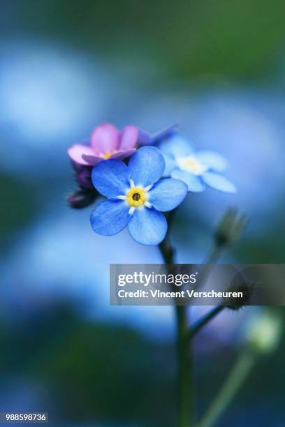 photo by: vincent verscheuren - forget me not stock pictures, royalty-free photos & images