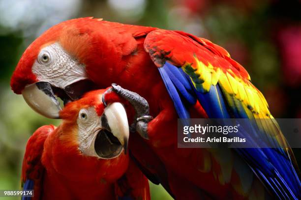 two macaws ! - scarlet macaw stock-fotos und bilder