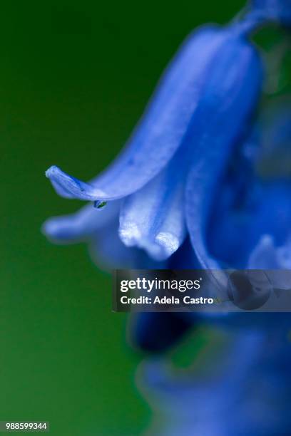 wet blue bell - adela foto e immagini stock