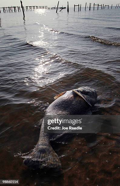 Dead drum fish is seen laying in the surf as concern continues that the massive oil spill in the Gulf of Mexico may harm animals in its path on May...