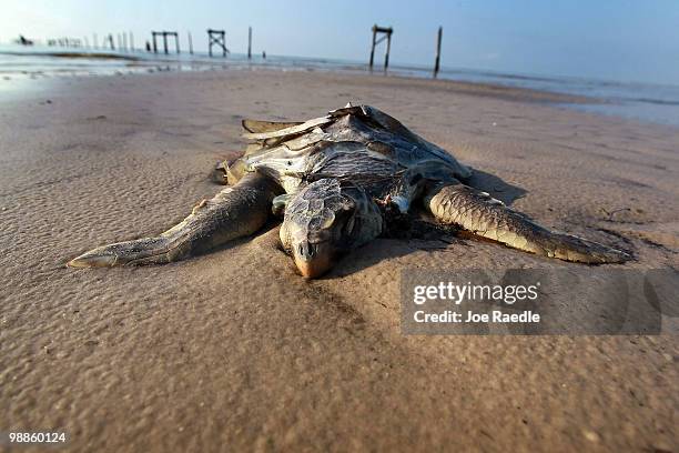 Dead sea turtle is seen laying on a beach as concern continues that the massive oil spill in the Gulf of Mexico may harm animals in its path on May...