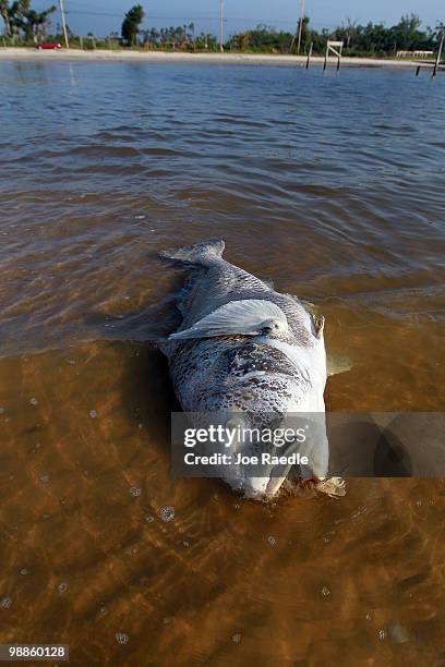 Dead drum fish is seen laying in the surf as concern continues that the massive oil spill in the Gulf of Mexico may harm animals in its path on May...