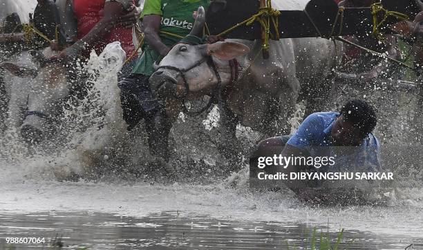 In this picture was taken on June 30 an Indian farmer falls as he tries to control the bulls at the starting line as they participate in a bull race...