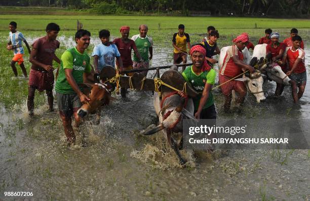 In this picture was taken on June 30 Indian farmers prepare the bulls as they participate in a bull race at a paddy field during a monsoon festival...