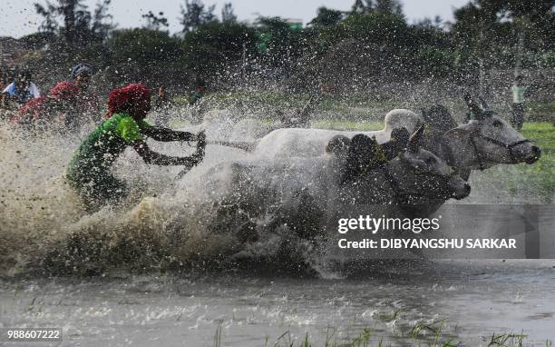 In this picture was taken on June 30 an Indian farmer competes with his bulls as he participates in a bull race at a paddy field during a monsoon...