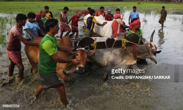 In this picture was taken on June 30 Indian farmers prepare the bulls as they participate in a bull race at a paddy field during a monsoon festival...
