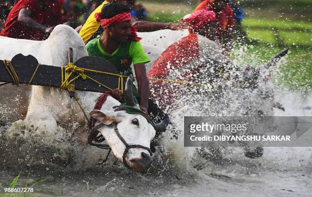 In this picture was taken on June 30 Indian farmers falls try to control the bulls at the starting line as they participate in a bull race at a paddy...