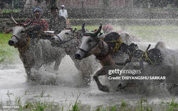 In this picture was taken on June 30 Indian farmers compete with their bulls as they participate in a bull race at a paddy field during a monsoon...