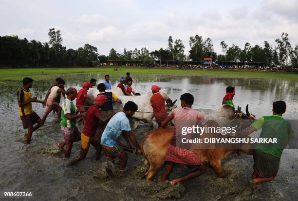 In this picture was taken on June 30 Indian farmers prepare the bulls as they participate in a bull race at a paddy field during a monsoon festival...