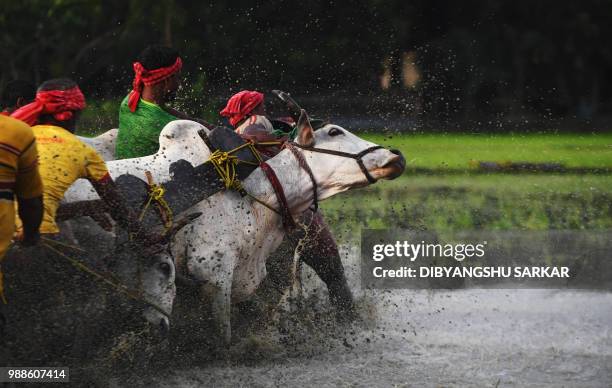 In this picture was taken on June 30 Indian farmers falls try to control the bulls at the starting line as they participate in a bull race at a paddy...