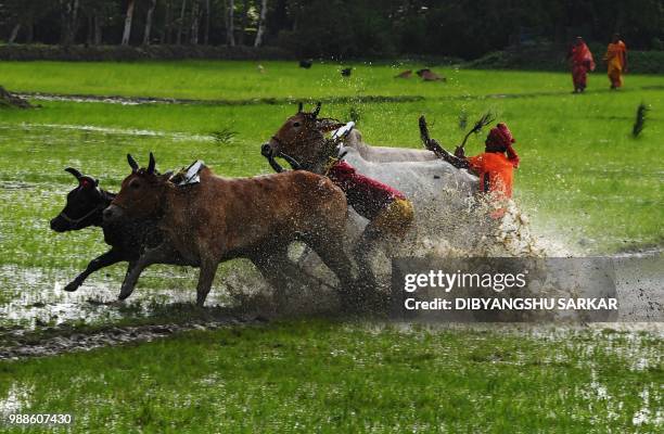 In this picture was taken on June 30 Indian farmers compete with their bulls as they participate in a bull race at a paddy field during a monsoon...