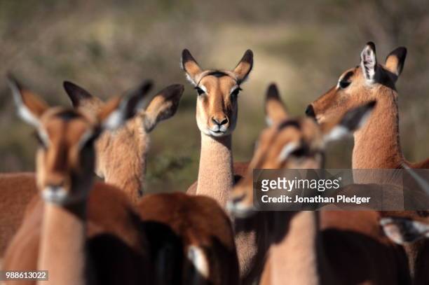 impala - picoteador de pico rojo fotografías e imágenes de stock