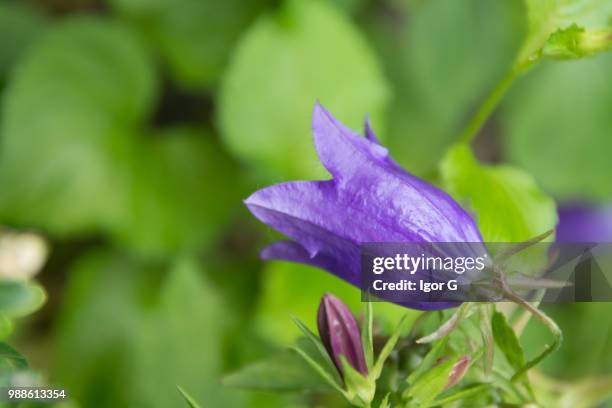 purple bell flower - violetta bell foto e immagini stock