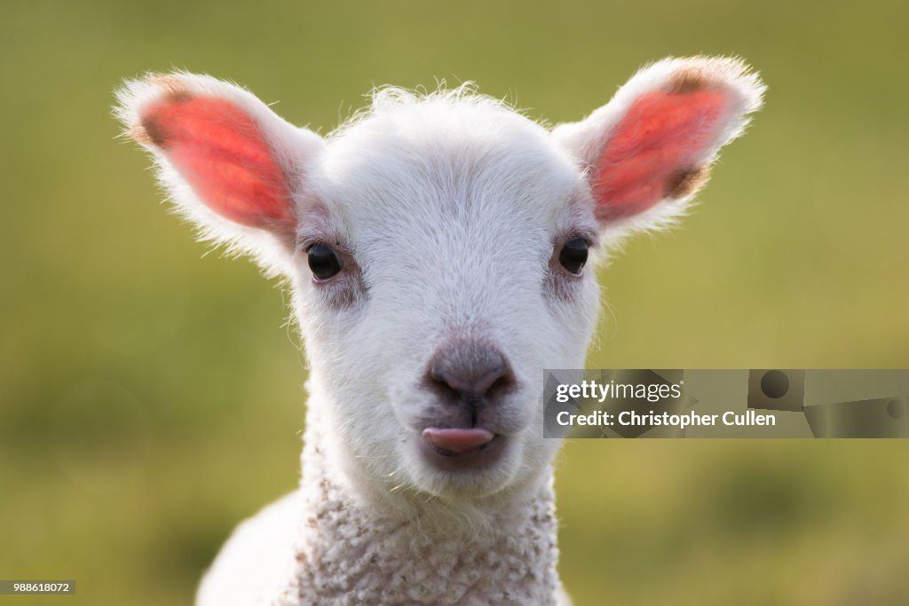 Young Lamb #2