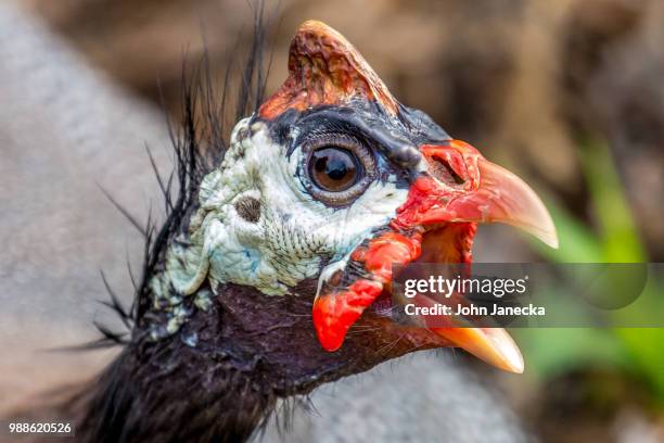living dinosaur - guineafowl stock-fotos und bilder