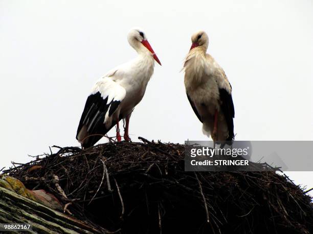 Rodan, a male stork , proved that distance is no obstacle to true love as he flew thousands of kilometers, to meet his handicapped mate living in a...