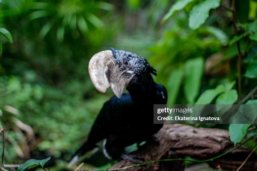 Trumpeter Hornbill - Oasi di Sant'Alessio