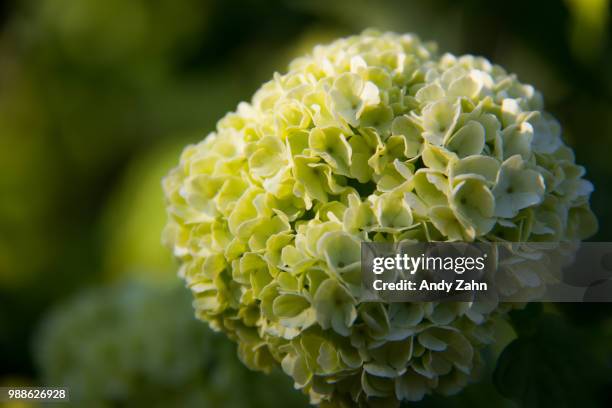 snowball bush flower - zahn 個照片及圖片檔