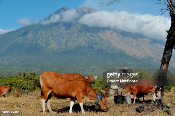 Farmers give their cows' pets in the meadow of Gunung Agung area, Tulamben, Bali, on June 30 2018. The Geology Agency of the Ministry of Energy and...